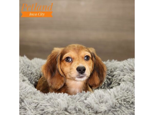 Dachshund-Dog-Female-Red Dapple-18512-Petland Iowa City, Iowa
