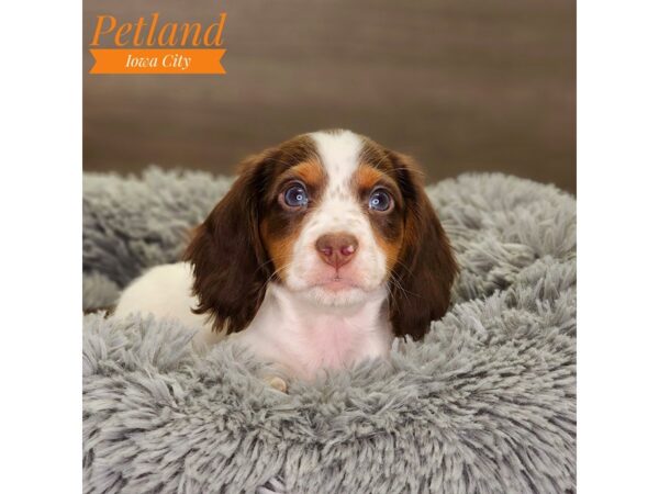 Dachshund Dog Male White / Chocolate 18515 Petland Iowa City, Iowa