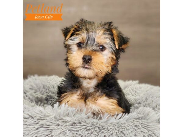 Yorkshire Terrier Dog Female Black / Tan 18525 Petland Iowa City, Iowa