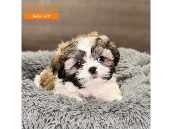 Shih Tzu Dog Female Brown / White 18522 Petland Iowa City, Iowa