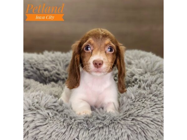 Dachshund Dog Female White / Chocolate 18514 Petland Iowa City, Iowa