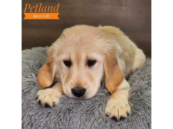 Golden Retriever Dog Female Cream 18529 Petland Iowa City, Iowa