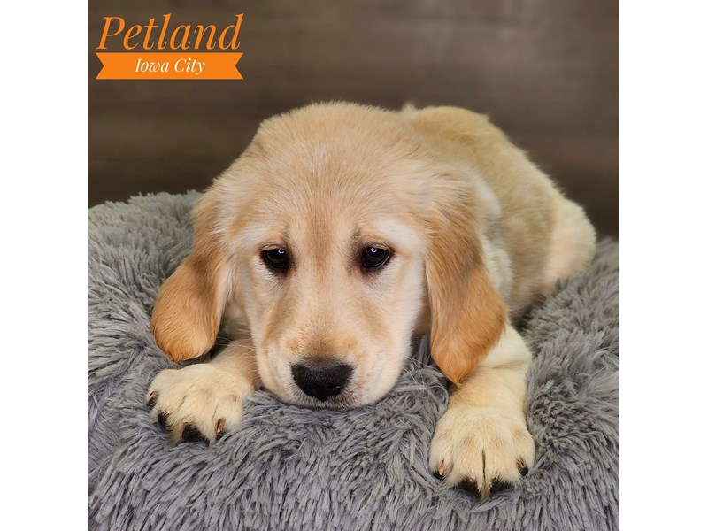 Golden Retriever Dog Female Cream 18529