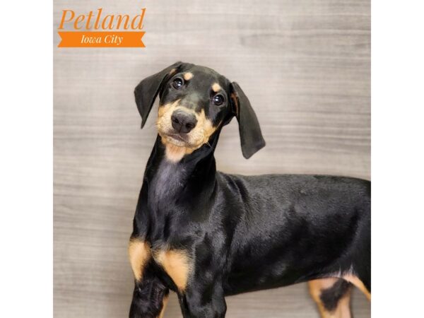 Doberman Pinscher Dog Female Black / Rust 18528 Petland Iowa City, Iowa