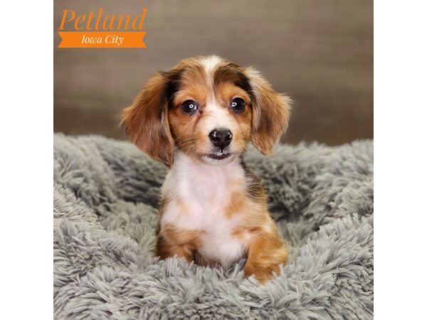 Dachshund-Dog-Female-Chocolate / Tan-18513-Petland Iowa City, Iowa