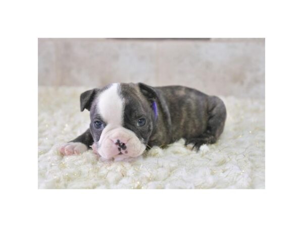 Boston Terrier/English Bulldog-Dog-Male-Brindle / White-18545-Petland Iowa City, Iowa