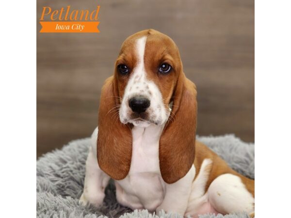 Basset Hound Dog Female Red / White 18539 Petland Iowa City, Iowa