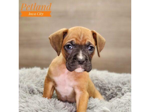 Boxer Dog Female fn 18547 Petland Iowa City, Iowa