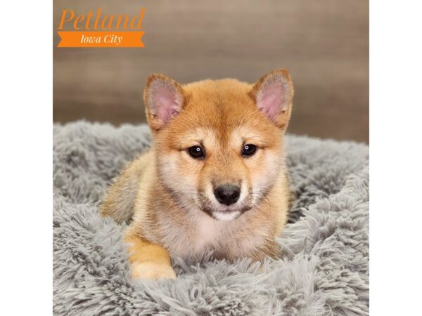 Shiba Inu Dog Female rd sesme 18549 Petland Iowa City, Iowa