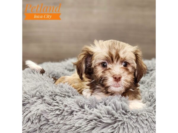 Havanese Dog Female 18551 Petland Iowa City, Iowa