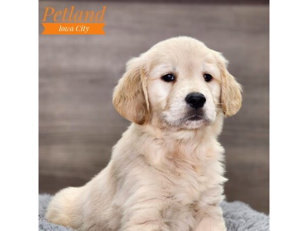 Golden Retriever Dog Female Light Golden 18558 Petland Iowa City, Iowa