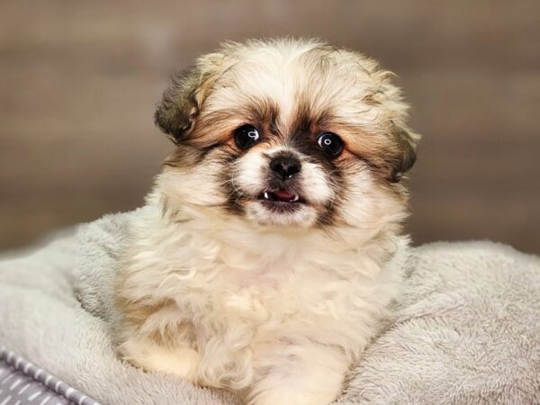 PekaPom-Dog-Female-br, wh mkgs-18424-Petland Iowa City, Iowa