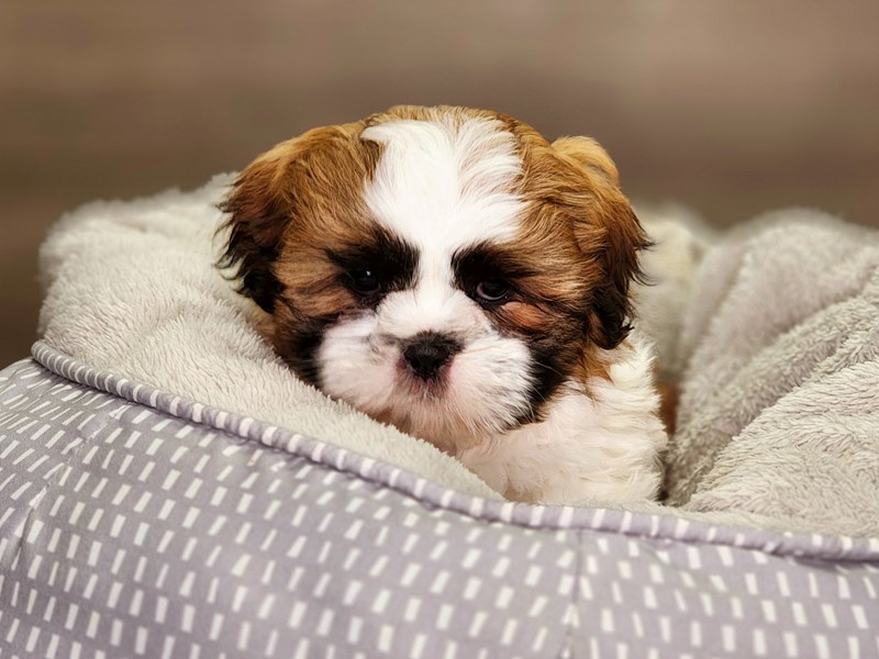 Shih Tzu Dog Male tri 18425