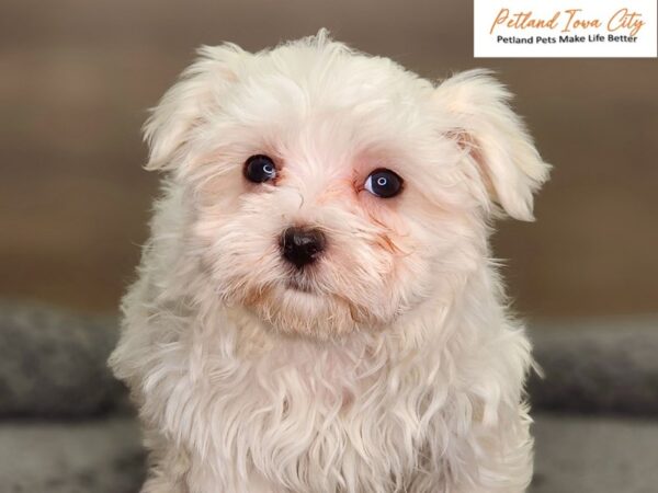 Maltese Dog Female wh 18448 Petland Iowa City, Iowa