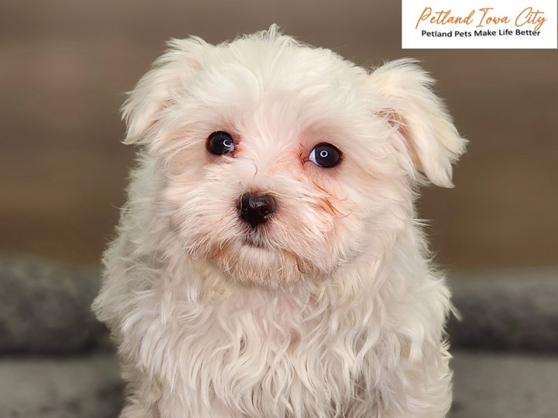 Maltese Dog Female wh 18448