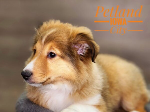 Shetland Sheepdog Dog Female Sable / White 18456 Petland Iowa City, Iowa