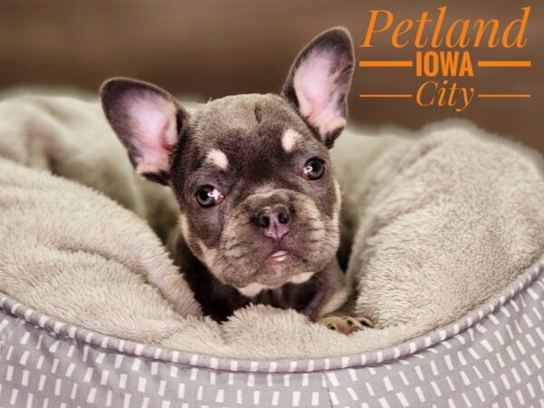 French Bulldog-Dog-Female-Blue-18454-Petland Iowa City, Iowa