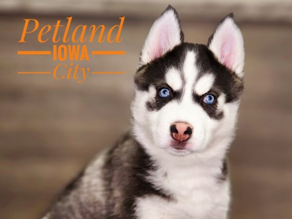 Siberian Husky Dog Male Black / White 18458 Petland Iowa City, Iowa