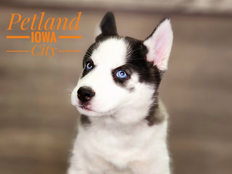 Siberian Husky Dog Female Black / White 18457
