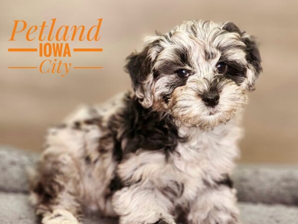 Schoodle Dog Male Blue Merle 18459 Petland Iowa City, Iowa