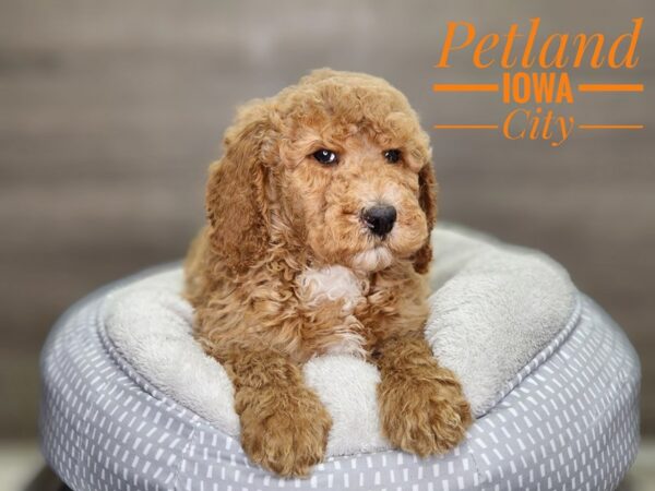 Poodle Standard Dog Male Apricot 18461 Petland Iowa City, Iowa