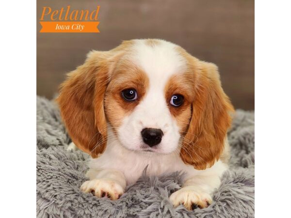 Beagalier-Dog-Male-Blenheim-18476-Petland Iowa City, Iowa