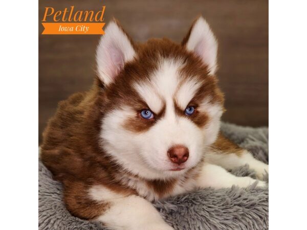 Siberian Husky Dog Male Red / White 18473 Petland Iowa City, Iowa