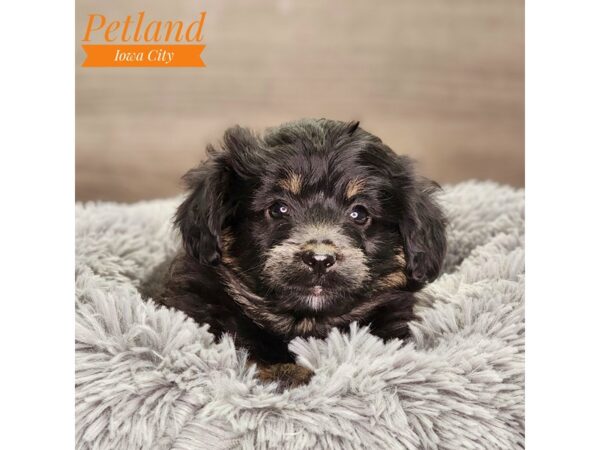 Aussiedoodle Dog Female blk 18483 Petland Iowa City, Iowa