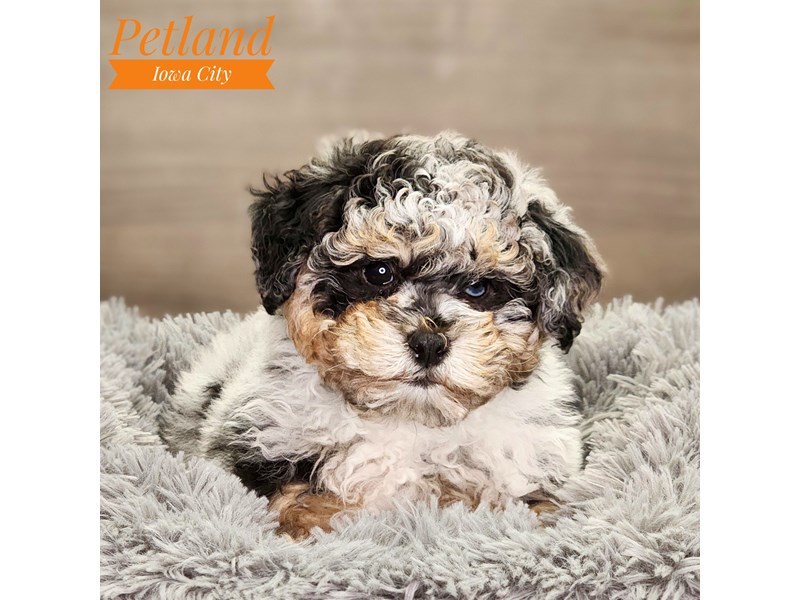 Poodle Dog Female Blue Merle 18498
