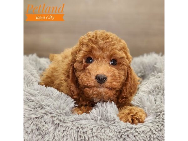 Poodle Dog Female Dark Red 18497 Petland Iowa City, Iowa