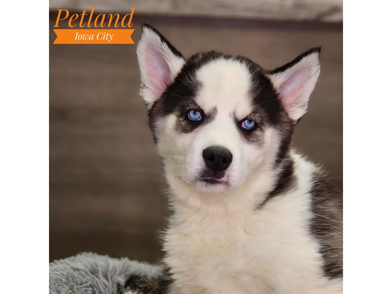 Siberian Husky Dog Male Black / White 18501