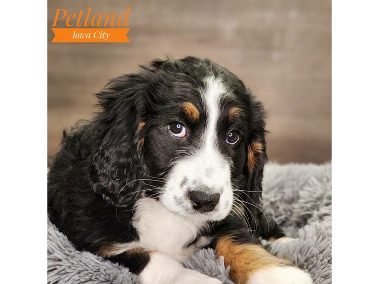 Bernedoodle Dog Female Tri-Colored 18502