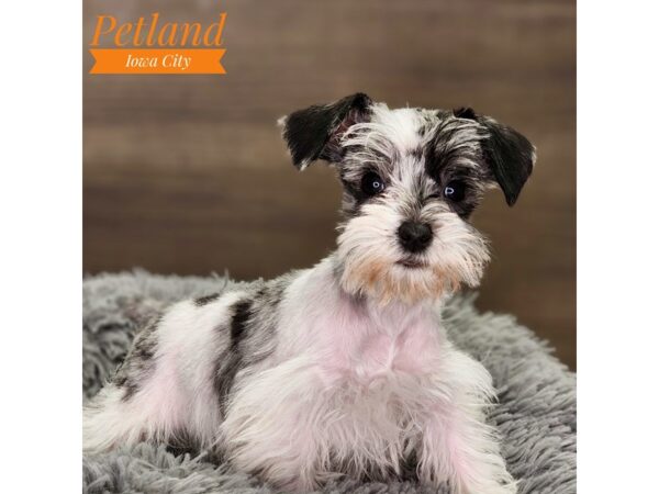 Miniature Schnauzer Dog Female Blue Merle 18503 Petland Iowa City, Iowa