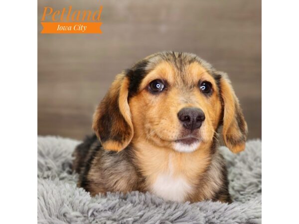 Pembroke Welsh Corgi/Dachshund Dog Male Silver Dapple 18504 Petland Iowa City, Iowa