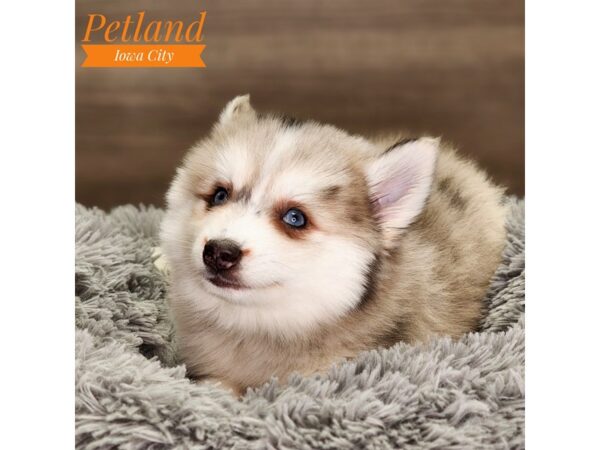 Pomsky Dog Male Red Merle 18507 Petland Iowa City, Iowa