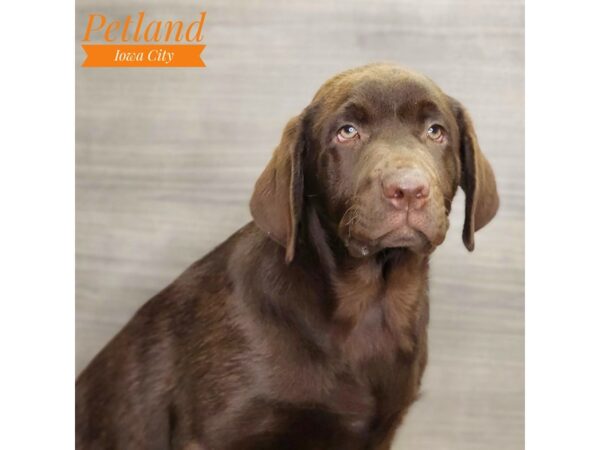 Labrador Retriever Dog Male Chocolate 18495 Petland Iowa City, Iowa