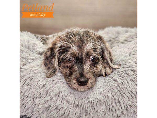 Labradoodle Mini Dog Male Blue Merle 18509 Petland Iowa City, Iowa