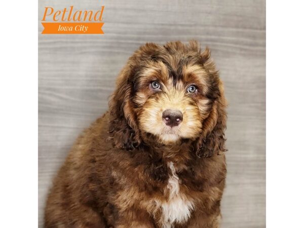 Poodle/Newfoundland Dog Male Red Sable 18526 Petland Iowa City, Iowa