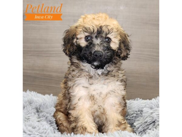 Whoodle Mini Dog Female Wheaten 18519 Petland Iowa City, Iowa