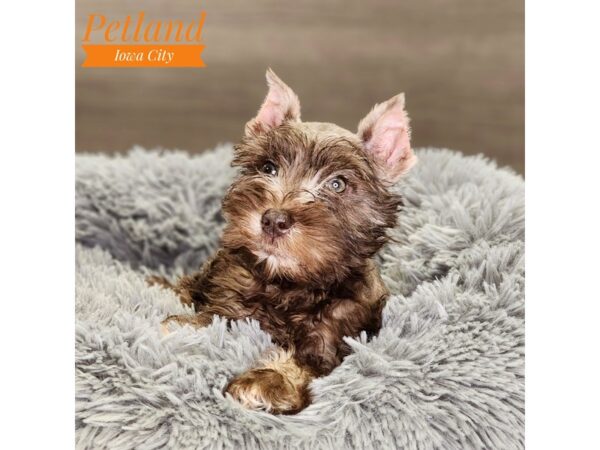 Miniature Schnauzer Dog Female Chocolate / White 18517 Petland Iowa City, Iowa