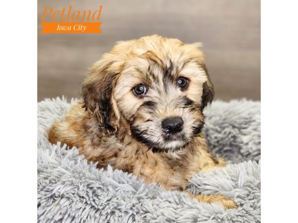 Whoodle Mini Dog Male Wheaten 18520 Petland Iowa City, Iowa