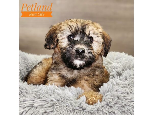 Whoodle Mini Dog Female Wheaten 18518 Petland Iowa City, Iowa