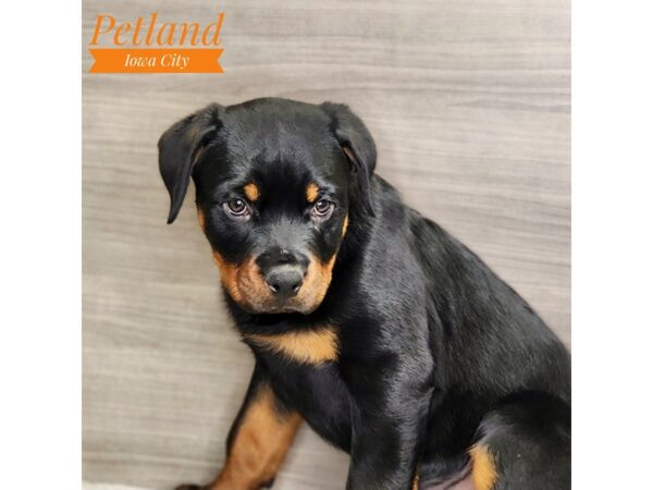 Rottweiler Dog Male Black / Tan 18524 Petland Iowa City, Iowa