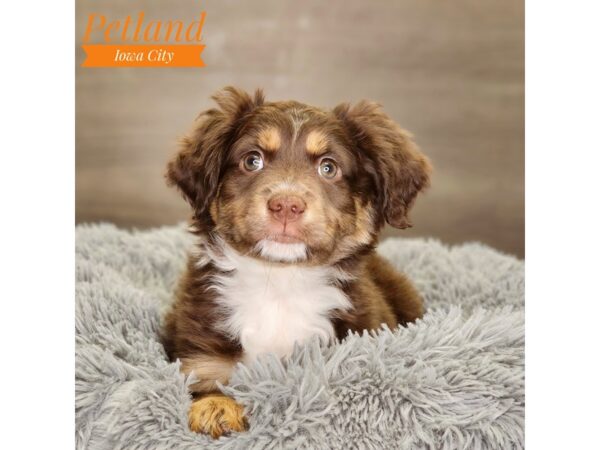 Australian Shepherd Dog Male Chocolate / White 18527 Petland Iowa City, Iowa