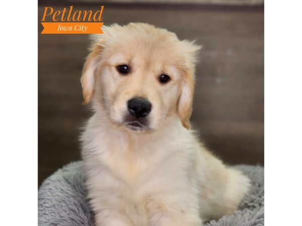 Golden Retriever Dog Male Cream 18530 Petland Iowa City, Iowa