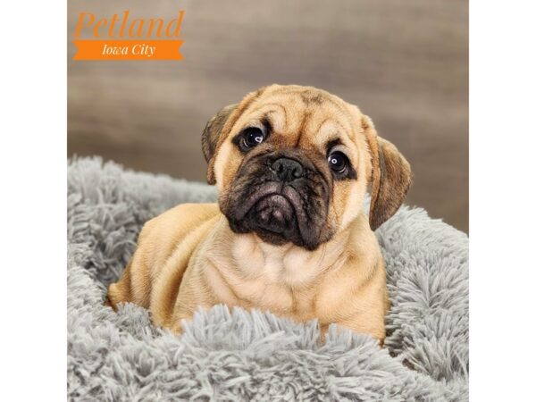 Mini Bulldog Dog Male apct fn 18531 Petland Iowa City, Iowa