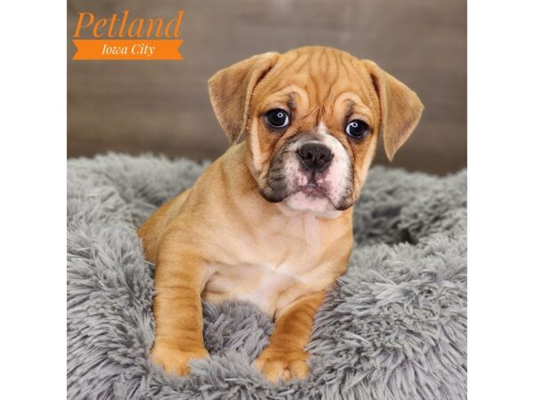 Mini Bulldog 2nd Gen Dog Female fn & wh 18534 Petland Iowa City, Iowa