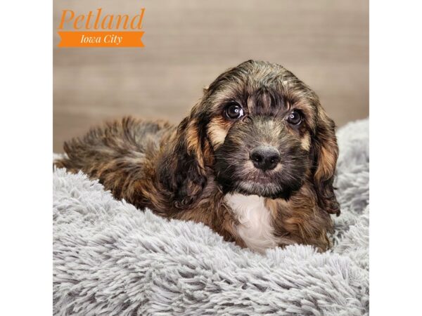 Goldendoodle Mini 2nd Gen-Dog-Male-Sable-18538-Petland Iowa City, Iowa