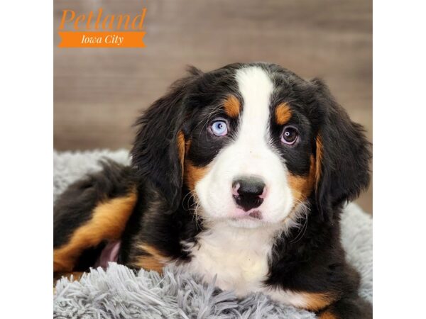 Bernese Mountain Dog Dog Female Black Rust / White 18540 Petland Iowa City, Iowa