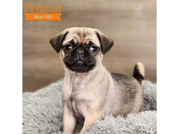 Pug Dog Female Fawn 18544 Petland Iowa City, Iowa